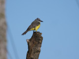 Tropical kingbird (Tyrannus melancholicus)
