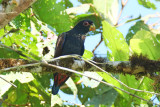 Bronze-winged parrot (Pionus chalcopterus)
