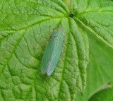 Leafhopper (Draeculacephala sp.)