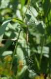 Craneflies of Larose Forest (Infraorder: Tipulomorpha)