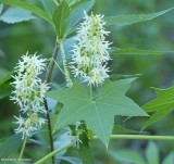 Plants, lichens and mosses of the Reveler Conservation Area