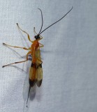 Bees, Wasps,Sawflies and Ants (Order: Hymenoptera) of the Reveler Conservation Area