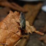 Bugs (Hemiptera) of the Reveler Conservation Area
