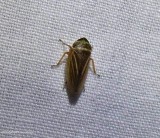 Leafhopper (Aphrodes?)