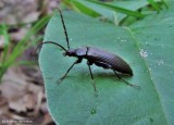 Comb-clawed beetle (Capnochroa)