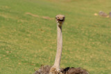 2016-11-02_San_Diego_Zoo_Safari_Park--0300--_RLH7035.jpg