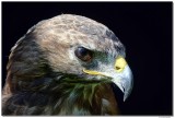 Birds of prey
