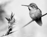 annas_hummers