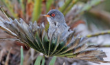 Balearisk sångare Balearic Warbler Sylvia balearica