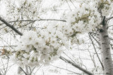 2017 - Cheery Blossoms - Wasaga Beach, Ontario - Canada