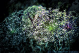 2017 - Niagara Parks Botanical Gardens, Ontario - Canada