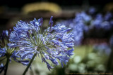 2017 - Agapanthus, Floral Showhouse - Niagara Falls, Ontario - Canada