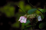 2017 - Hydrangea, Niagara Parks Botanical Gardens, Ontario - Canada