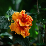 2017 - Hibiscus, Edwards Garden - Toronto, Ontario - Canada