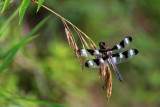 Libellule GRACIEUSE / Twelve-spotted skimmer