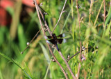 Libellule mélancolique / (Libellula luctuosa) / Widow Skimmer