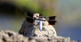 Libellule lydienne / Plathemis lydia mâle / Skimmer dragonfly