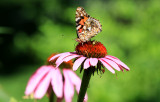 Belle dame / (Vanessa cardui) / Painted Lady