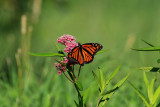 Monarque / (Danaus plexippus) / Monarch