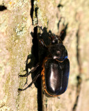 Hanneton commun / Melolontha melolontha / Common Cockchafer