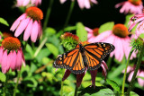 Monarque / (Danaus plexippus) / Monarch