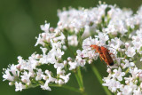 Téléphore fauve / Rhagonycha fulva / Red soldier beetle