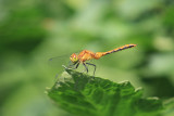Sympétrum à dos roux / (Sympetrum rubicundulum) / Ruby Meadowhawk
