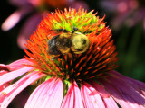 Bourdon (Genre Bombus)
