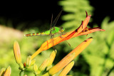 L'Érythème des étangs / (Erythemis simplicicollis) / Eastern Pondhawk