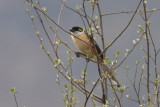 BIRDS OF INDIA / OISEAUX DE L'INDE