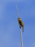 PASSEREAUX / SONGBIRDS