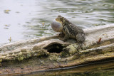 AMPHIBIENS / REPTILES