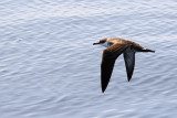 PÉLAGIQUES / PELAGIC