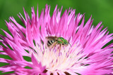 Halicte vert / Agapostemon virescens