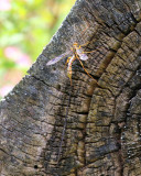 Rhysse cannelle / Megarhyssa macrurus