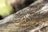 Rhysse cannelle / Megarhyssa macrurus