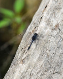 Leucorrhine mouchetée / Dot-tailed Whiteface dragonfly /(Leucorrhina intacta)