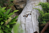 Libellule lydienne / Plathemis lydia mâle / Skimmer dragonfly