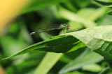 Demoiselle