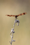 Halloween pennant / (Celithemis eponina)