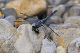 Érythème des étangs / Erythemis simplicicollis