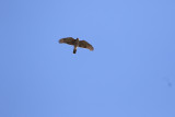 RAPACES / RAPTORS