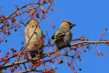 PASSEREAUX / SONGBIRDS