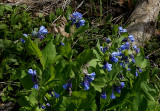 Bluebells, Virginia