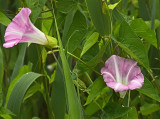 Bindweed, Seashore False