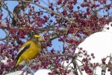 Les oiseaux du Québec 2018