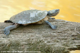 Saw-Shelled TurtleMyuchelys latisternum