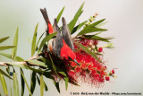 Scarlet MyzomelaMyzomela sanguinolenta