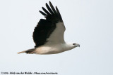 White-Bellied Sea EagleHaliaeetus leucogaster