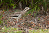 Bush Stone-CurlewBurhinus grallarius